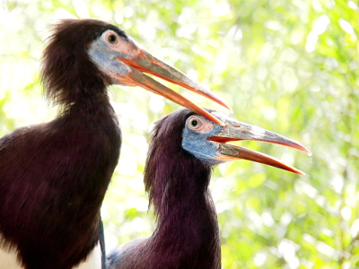 [The head and neck of two storks who both have their bills open and are slightly turned toward each other. The dark feathers on their head and neck have a hair-like appearance. Their faces have no feathers and are a light-grey color which leads to their long pointy orange-yellow bills.]